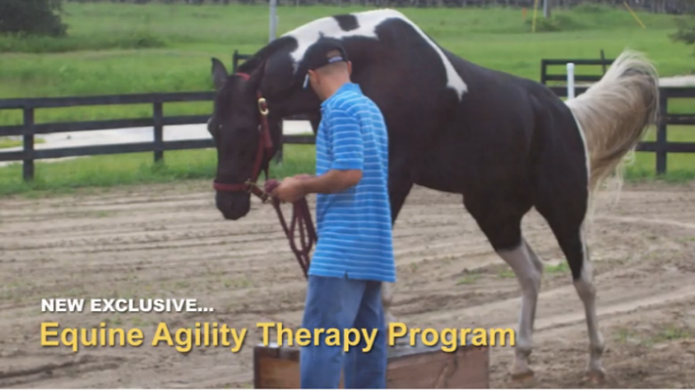 Equine Agility Therapy